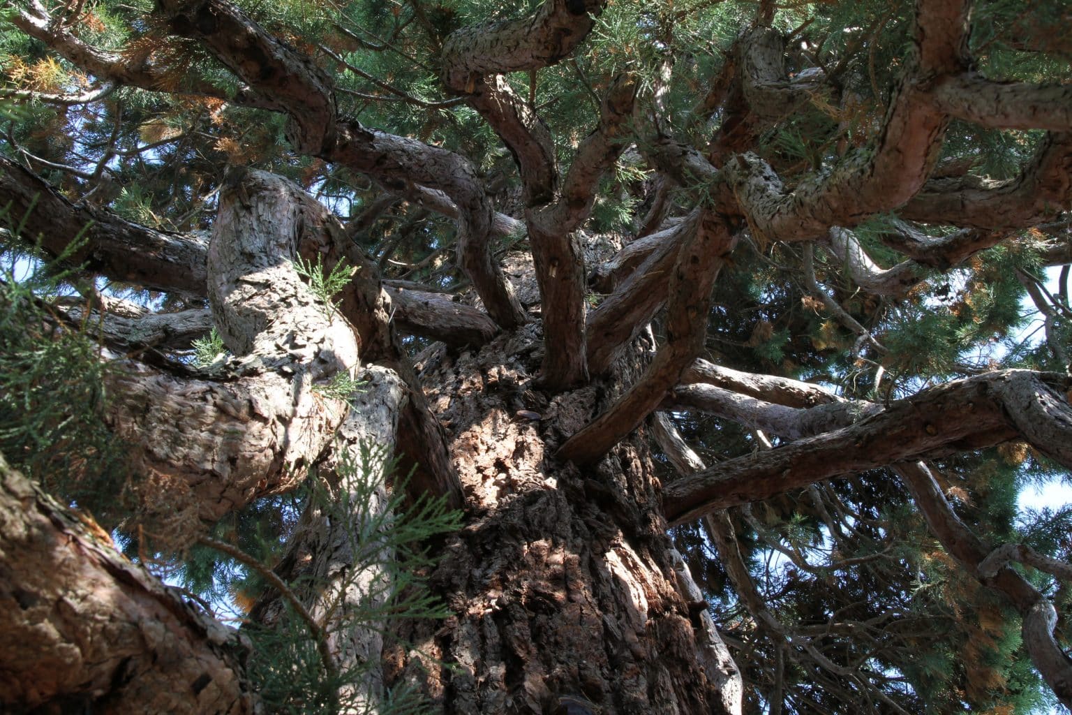 Les arbres - Dreux